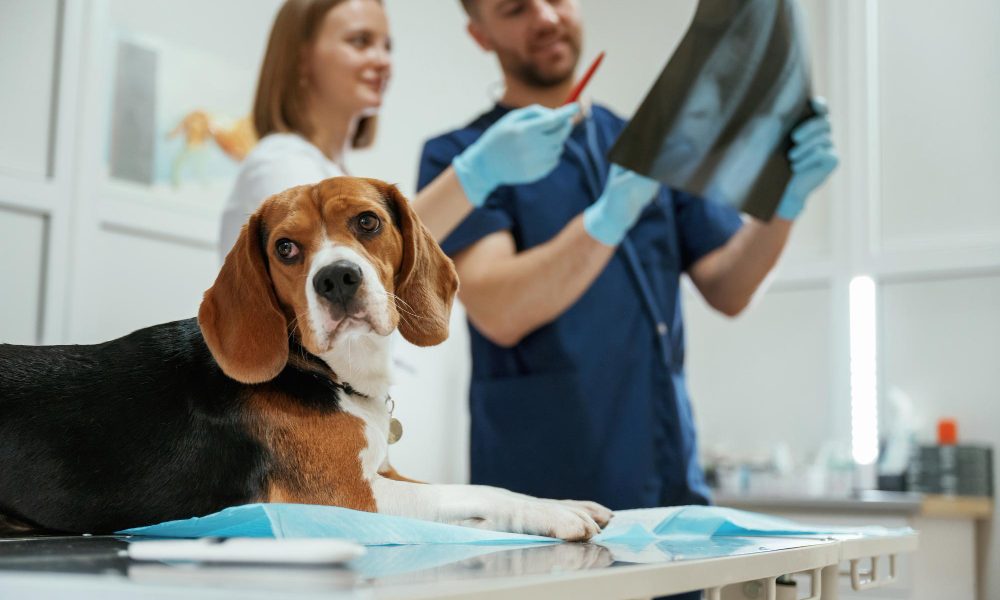 Proteção para radiologia veterinária: escolha sem erro