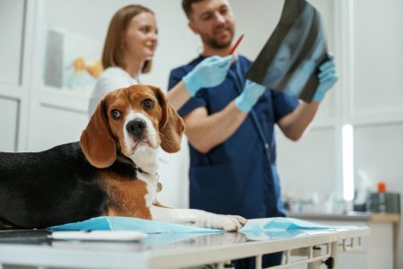 Proteção para radiologia veterinária: escolha sem erro