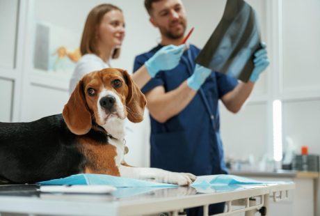 Proteção para radiologia veterinária: escolha sem erro