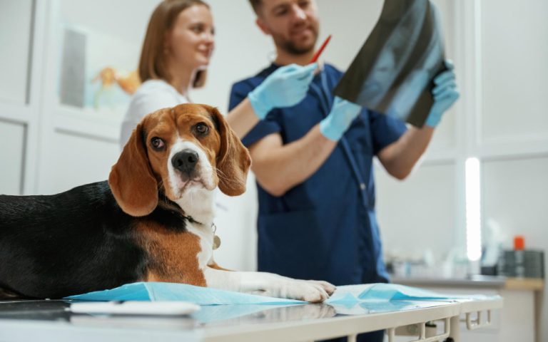 Proteção para radiologia veterinária: escolha sem erro