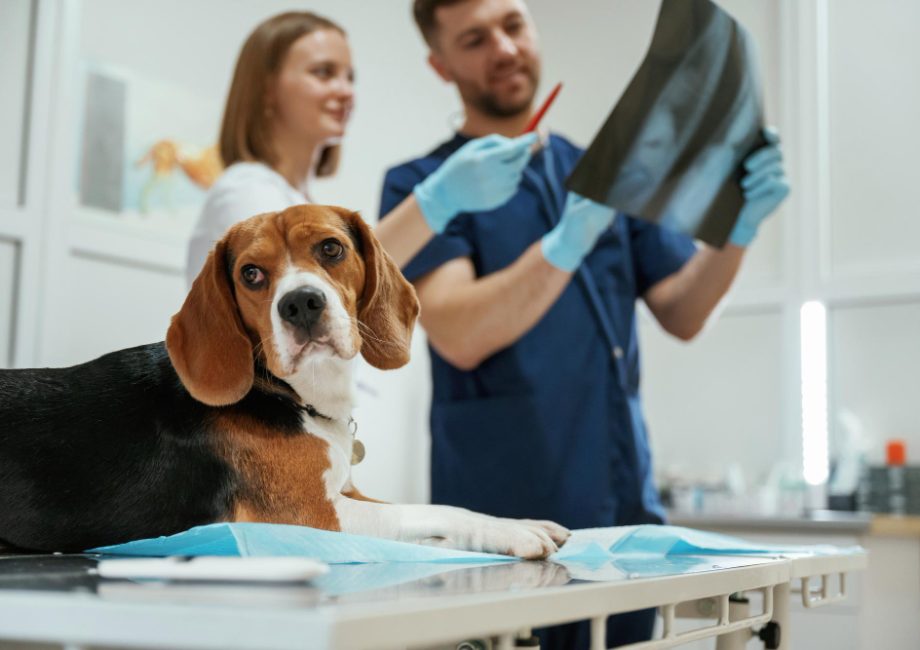 Proteção para radiologia veterinária: escolha sem erro