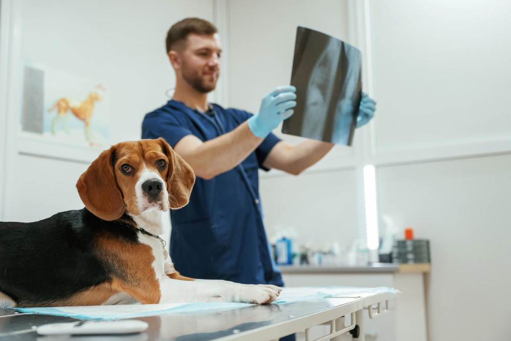 Proteção para radiologia veterinária: escolha sem erro